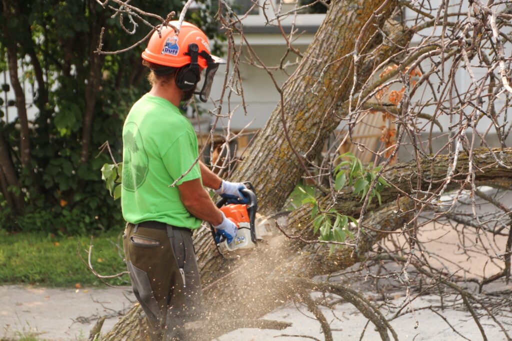 Tree Removal Services 